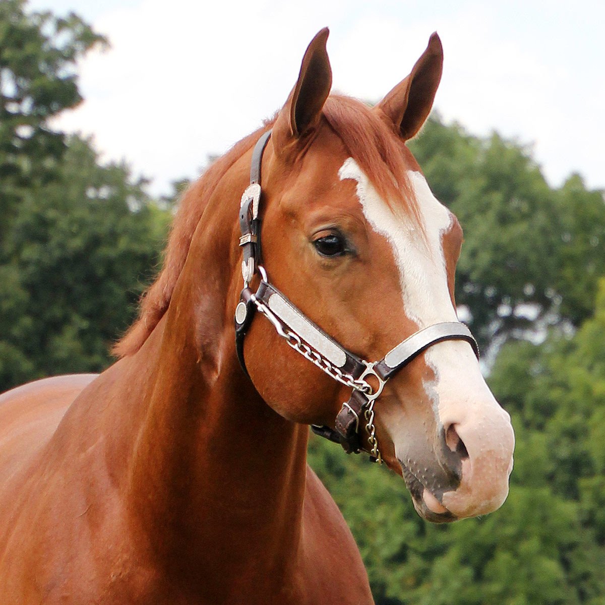 JACKSMFG's tweet image. RT @BigDeeTack Good luck to all showing at the 2018 All American Quarter Horse Congress! We will be set up and ready when the trade show opens tomorrow! Stop by our booth for great deals!
#bigdeestack #2018aaqhc #horseshow #quarterhorses