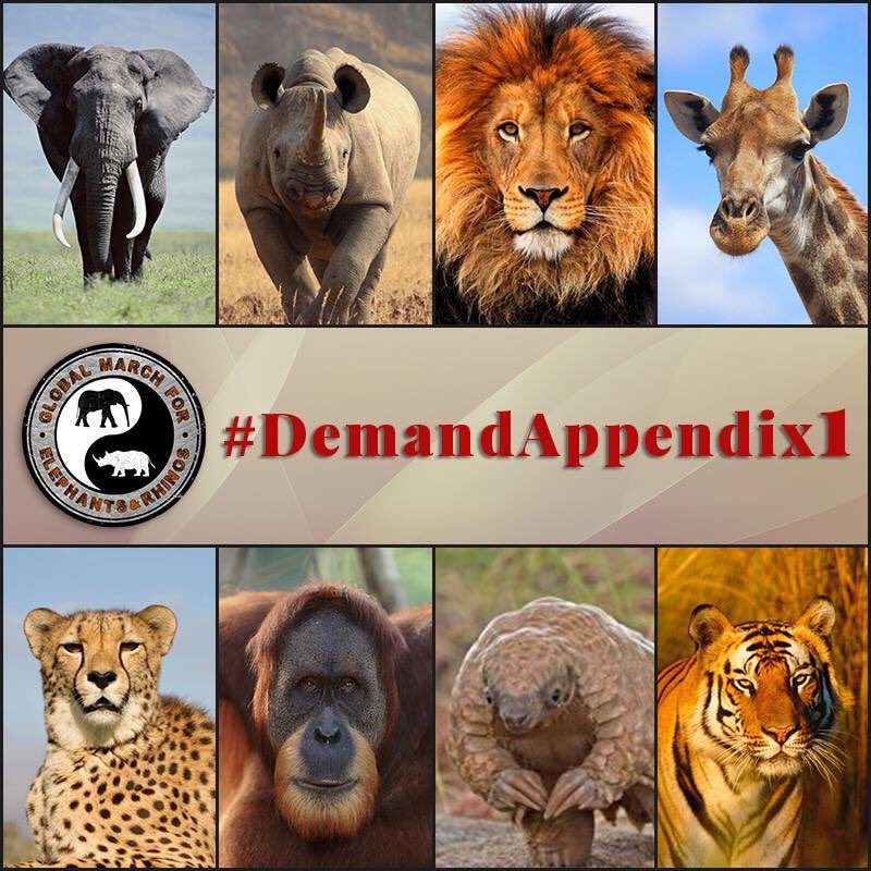 EleRhinoMarch's tweet photo. On #WorldAnimalDay we go back to basics! YES, we still #DemandAppendix1 for our endangered and threatened wildlife! NOW more than ever! #RoadToCoP18 #GMFER2019 #CoP18 #Justice4All #SaveOurWildWorld https://t.co/lKXucDH4kz