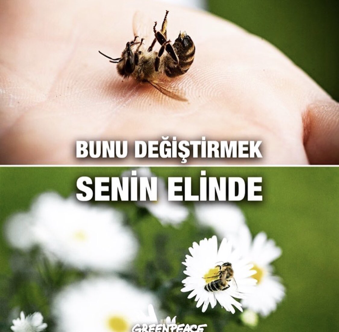 berensaat