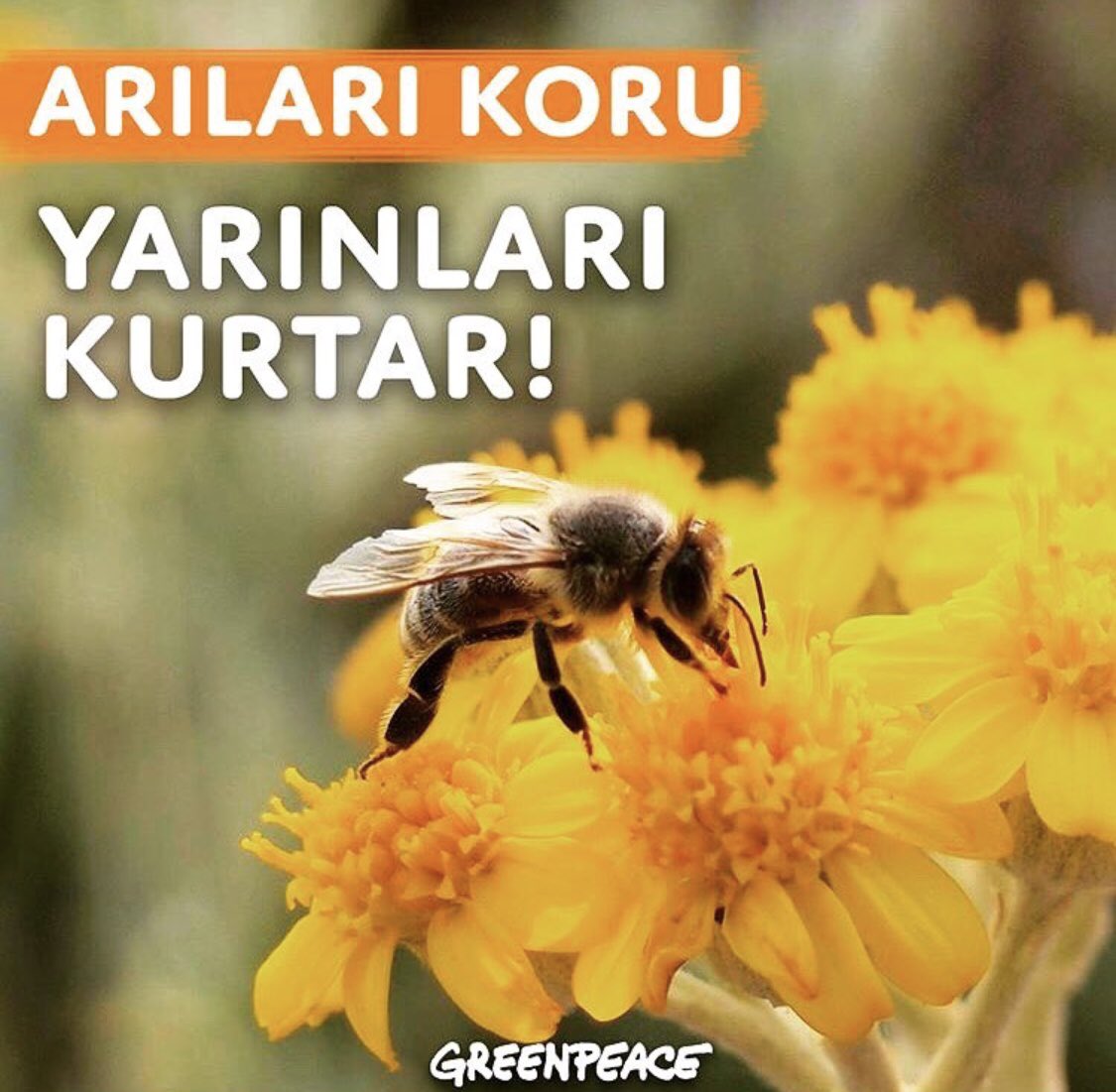 berensaat
