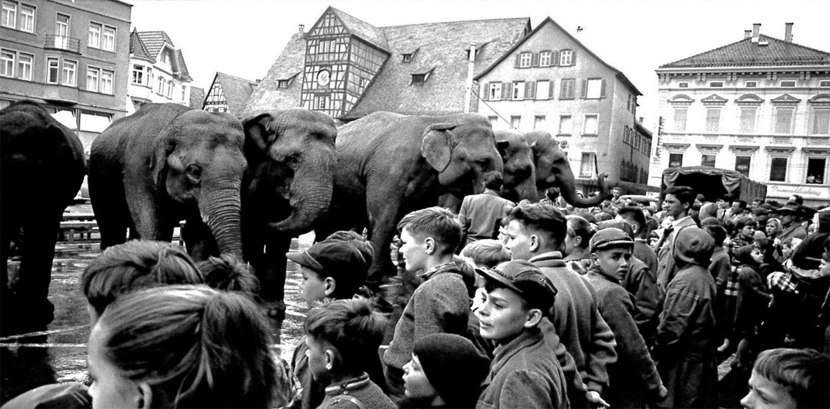 StadtReutlingen's tweet photo. Für großes Aufsehen sorgte 1959 der Circus Althoff, als er mit seinen Elefanten 🐘 zur Fütterung auf den Marktplatz ging. Das Ganze war eine Werbeaktion, die vom Schuhhaus Schneider gesponsert wurde.
#throwback #throwbackthursday #tbt #reutlingencity #erlebreutlingen #rtimbild https://t.co/3qqUGFa9pm