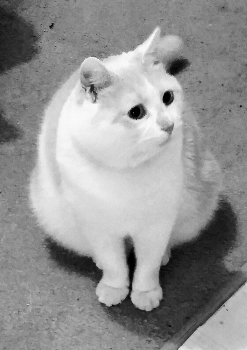 eddymeower's tweet photo. Rain rain go away come again another day #edwardthecat #mobileupload #Petition https://t.co/D9dtu9OmZr