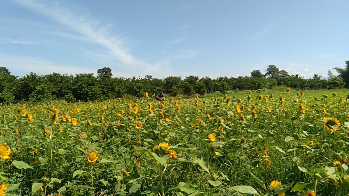 kashgmailcom1 tweet picture
