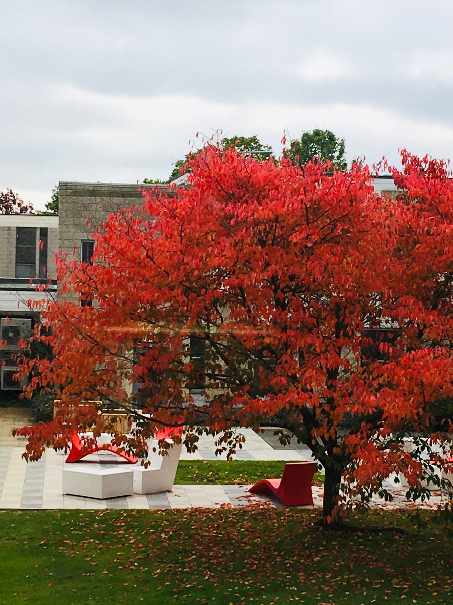 Data extraction almost up to date . A moment to breathe .... #redleaves #beautifull #chss