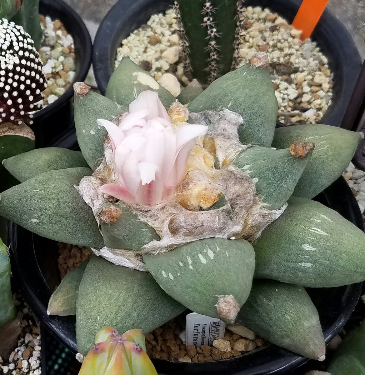 花牡丹 Twitter Search