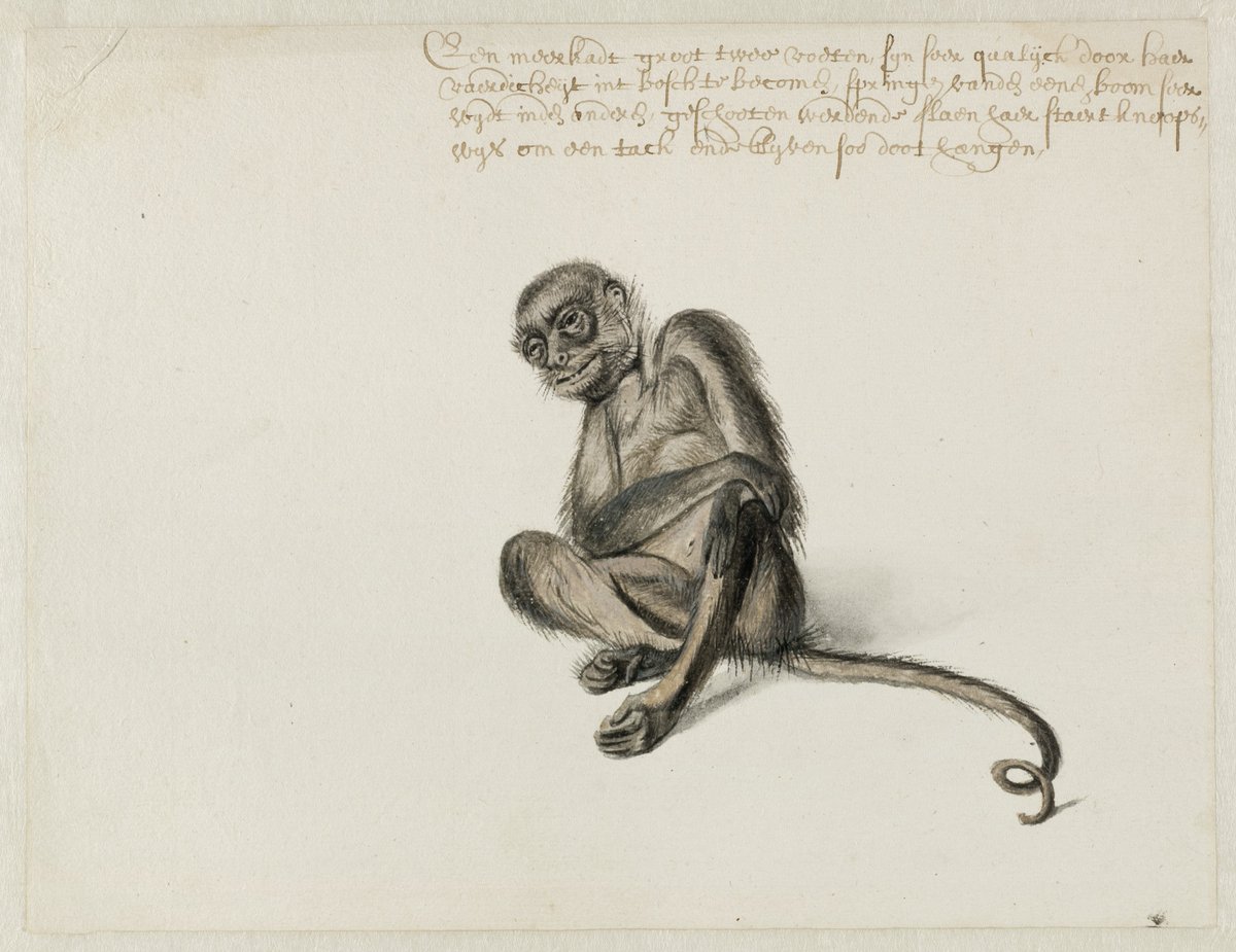 NHArchief's tweet photo. Vandaag is het #dierendag! Deze tekening van een #slingeraap maakt deel uit van een serie tekeningen van de kunstenaar Frans Post. Kun jij het handschrift lezen? Probeer het op de website Wat Staat Daer: https://t.co/ttxVm1PeVS.
#diereninhetarchief #franspost @watstaatdaer https://t.co/cv6j7ukHsr