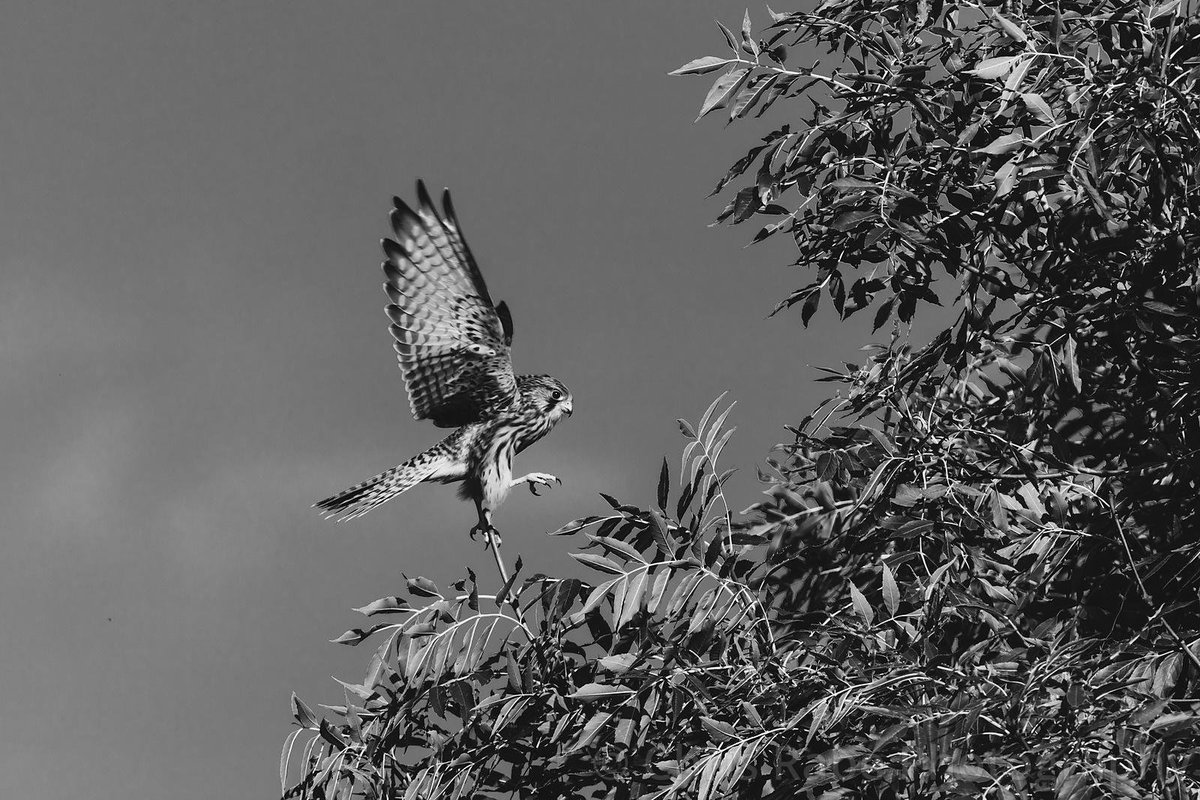 RT @chrisrabephoto: From my special 'Kestrel day' late summer. Common Kestrel (Falco tinnunculus) @WildlifeMag @BirdsOfPreyCO @birdsofprey_uk @RSPBBirders phot.dk/o7pX/c