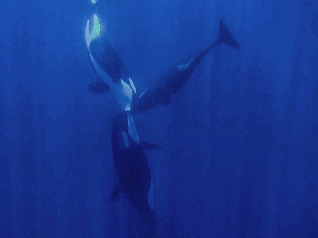 NakaweProject's tweet photo. Orcas are carnivorous marine #mammals - so their diet is full of meat through hunting! Orcas feed on a wide variety of prey, from small schooling #fish to large baleen #whales.
Photo @RegiDomingo in #CocosIsland #CostaRica
#Orca #Teamwork #SeaPanda #Predator https://t.co/CugfIff6nq