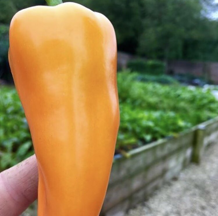Hamik 🌶 What’s that we hear you ask? The sweetest of sweet peppers! The small, cone-shaped fruit has thick, juicy flesh and will be landing on a plate soon… #devon #piggythings 📷 @alscoutts
