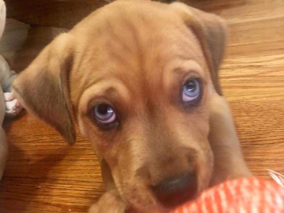 🎀🎀🎀 A N N I E 🎀🎀🎀

"...look deeeep into my eyes... and you, hoomin, are getting very sleepy... now when I count to three and snap my paws, you will give me all the cuddlez and take me home forever!" Did it work? Oh, please tell us it worked!
beautiesandbeasts.org