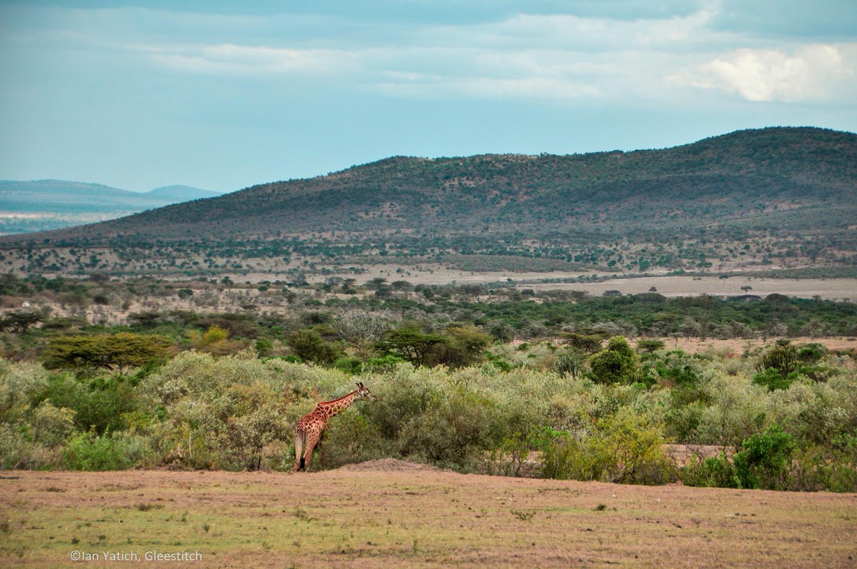 Gleestitch's tweet photo. Photo: @IanYatich 
Giraffe in the Maasai Mara

#Wildlife #WorldAnimalDay #Kenya #MaasaiMara #TembeaKenya #CaptureKenya  #UnexpectedKenya #Nikon #NikonKenya #NikonMEA #MagicalKenya #KenyanTours https://t.co/UpdIgXexqm