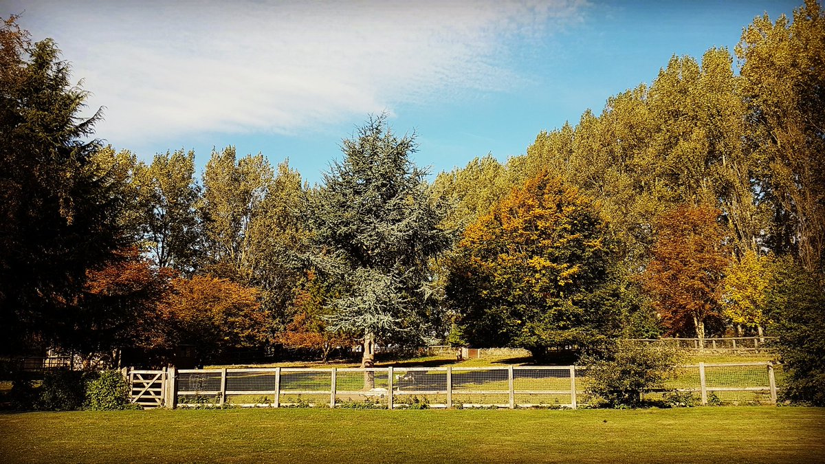 More autumn colours.
.
.
.
#autumncolours 
#autumn
#autumnleaves 
#autumntrees 
#horsleyhalefarm