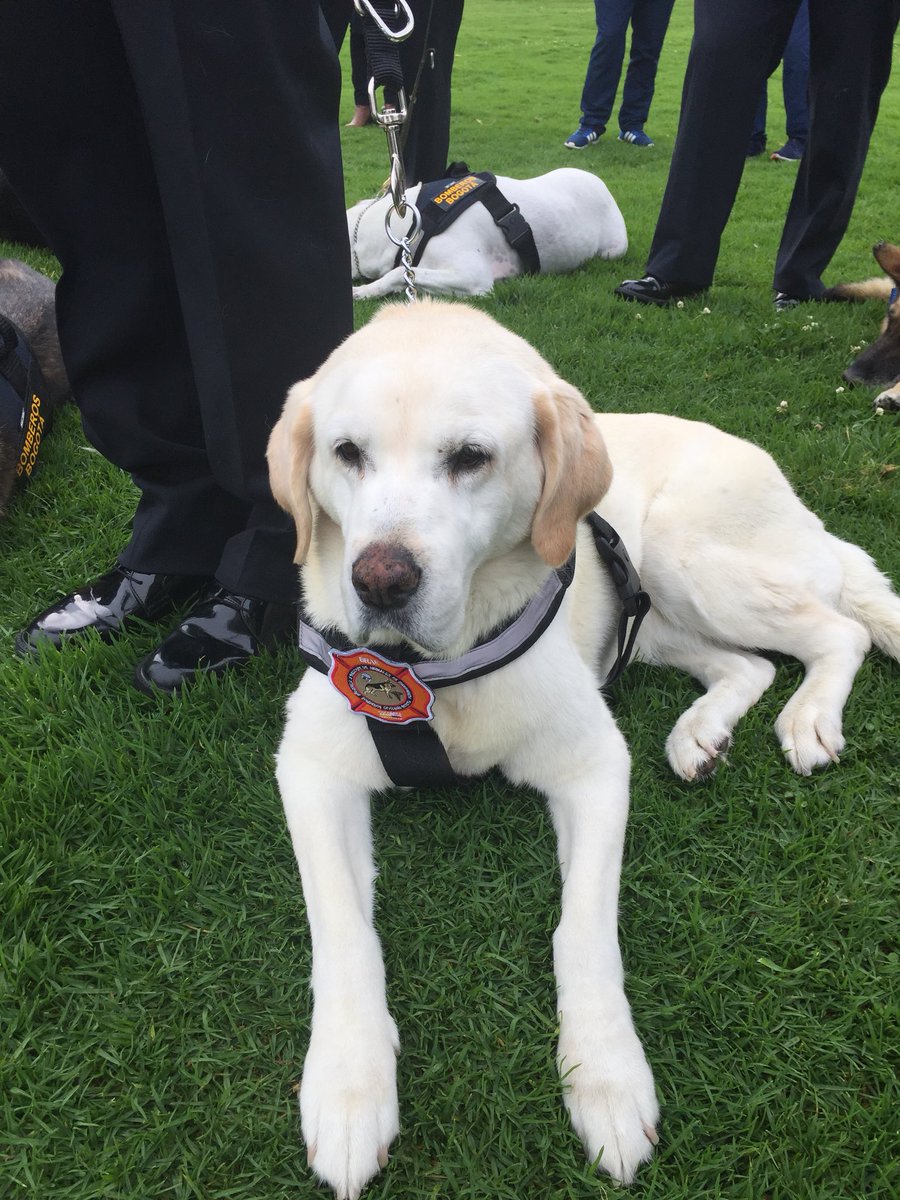 BomberosBogota's tweet photo. #Luna es un canino Labrador, lleva 11 años en la Institución. Ha participado en eventos internacionales como: #Haiti a nivel nacional: #Bogotá #AguasClaras y búsqueda de personas extraviadas en los #CerrosOrientales. Fue la fundadora del grupo #Canino de Bomberos Bogotá. 🥇👨‍🚒 https://t.co/9nhKM9yYI6