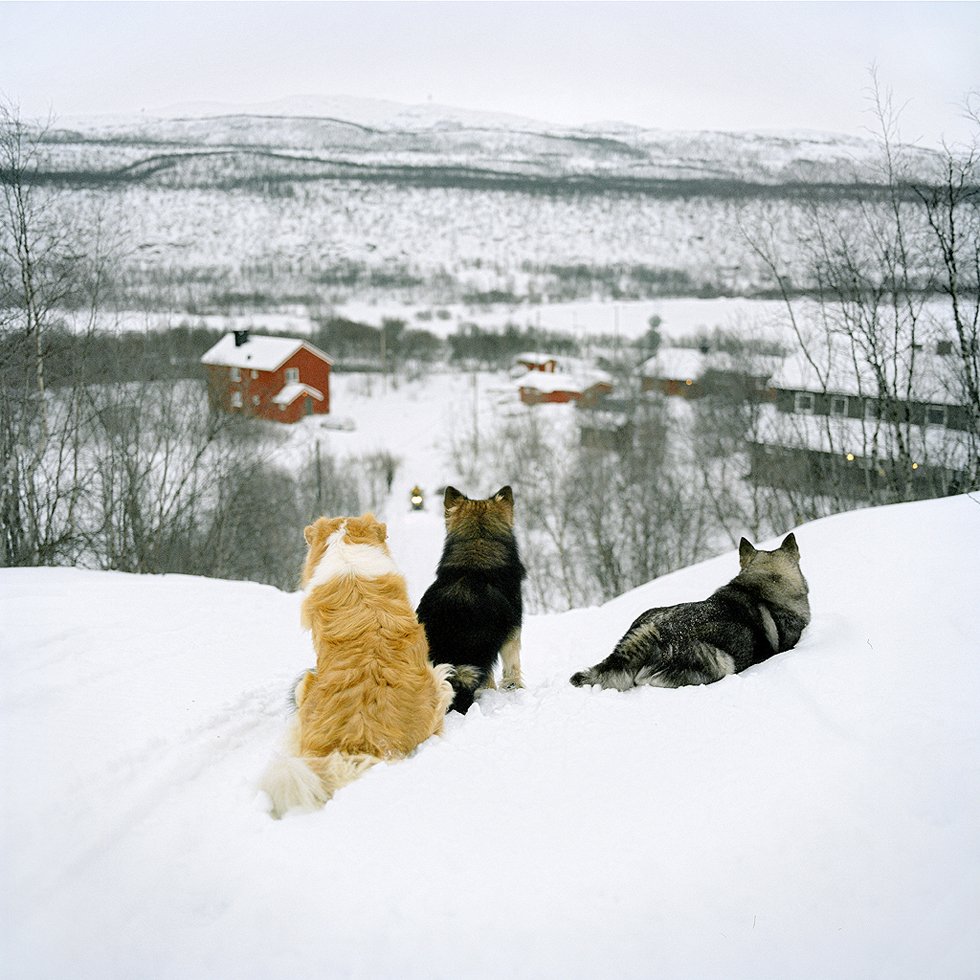 In un piccolo villaggio lappone non c'è molto da fare, a parte andare a caccia, bere, ed osservare la neve. Ma il tutto ha il suo fascino. ilpost.it/2018/10/04/com…