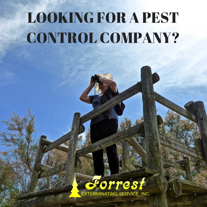 ForrestExterm's tweet image. Look no further! With over 48 years experience we can help! Call 866-527-4610 today to schedule an estimate! #termites #pestcontrol #moisturecontrol forrestexterminating.com