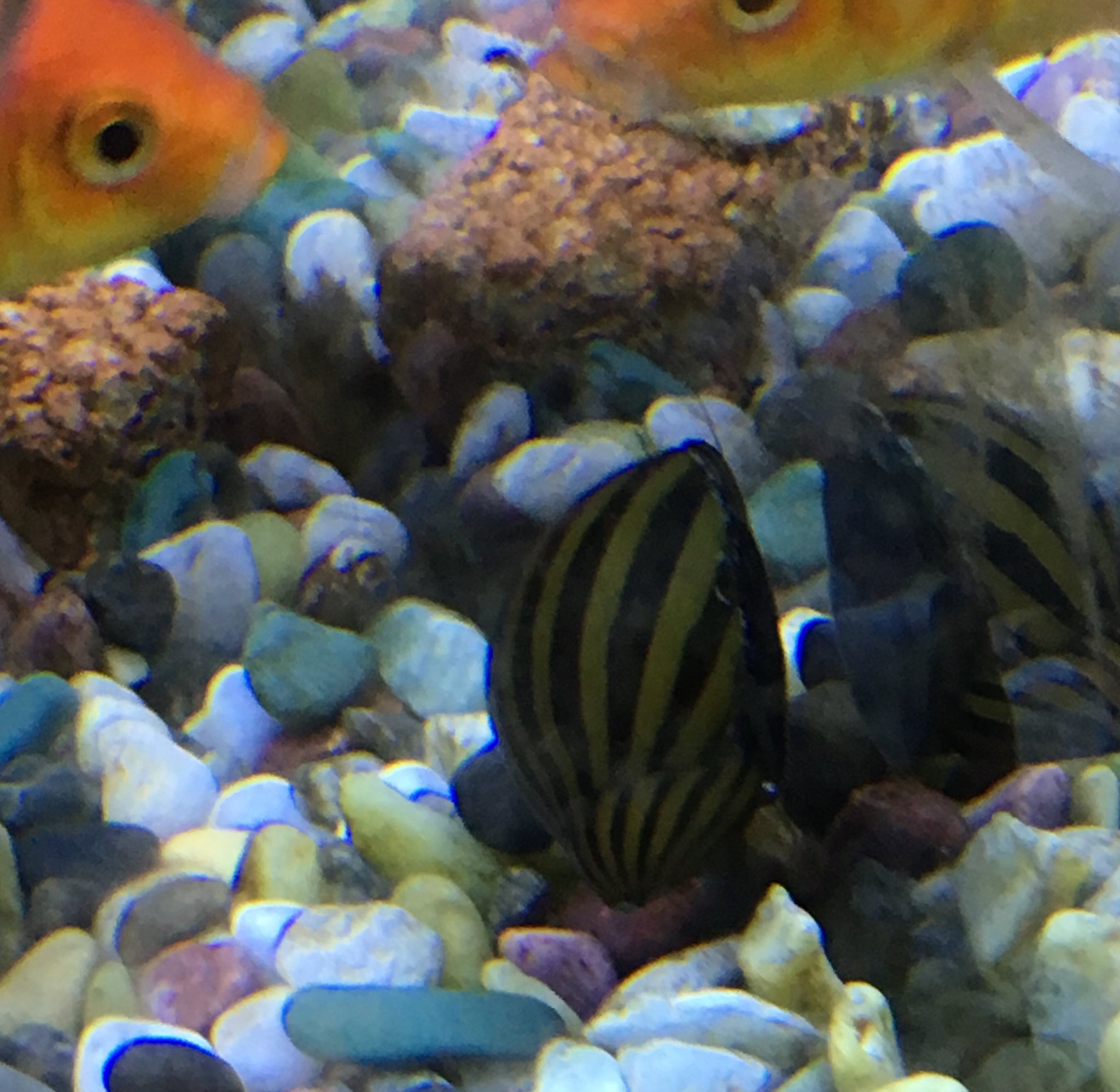 空野 豆 Ar Twitter 玄関の金魚水槽にシマカノコ貝を4匹投入 ガラス面への産卵が心配でしたが 3ヶ月経っても一粒の卵も見当たりません 何故 たまたま 4匹ともメスじゃ無かった 気になって仕方がない アクアリウム 水槽 コケ取り 金魚