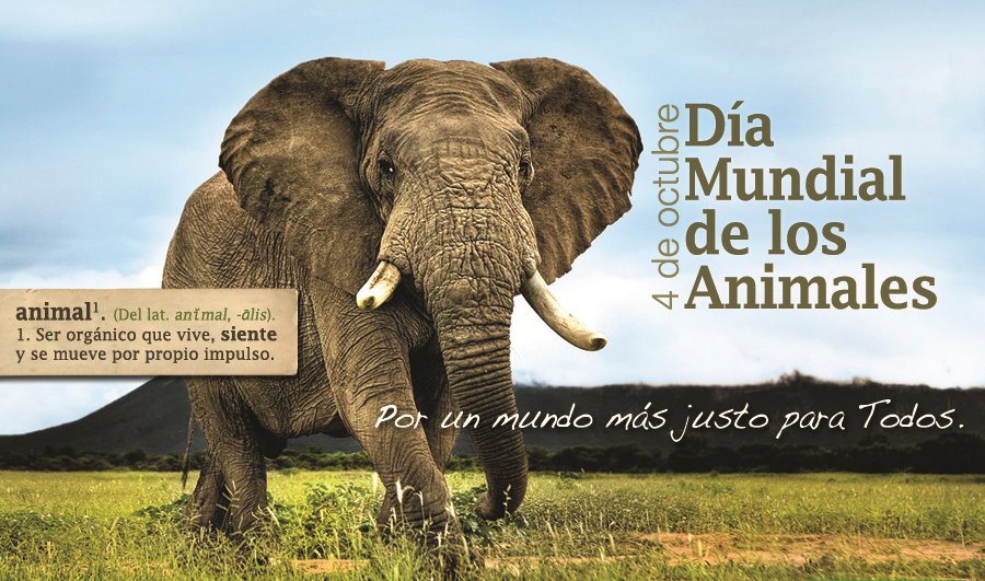 Transamerica15's tweet photo. Día Mundial de los Animales y Festividad de San Francisco de Asís. https://t.co/Qb6qst3PHo