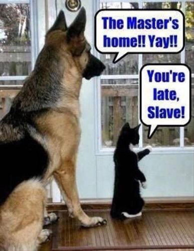 Kats vs Dogs… Truth according to Twilight twitchytwilightreloaded.wordpress.com/2018/10/04/kat…