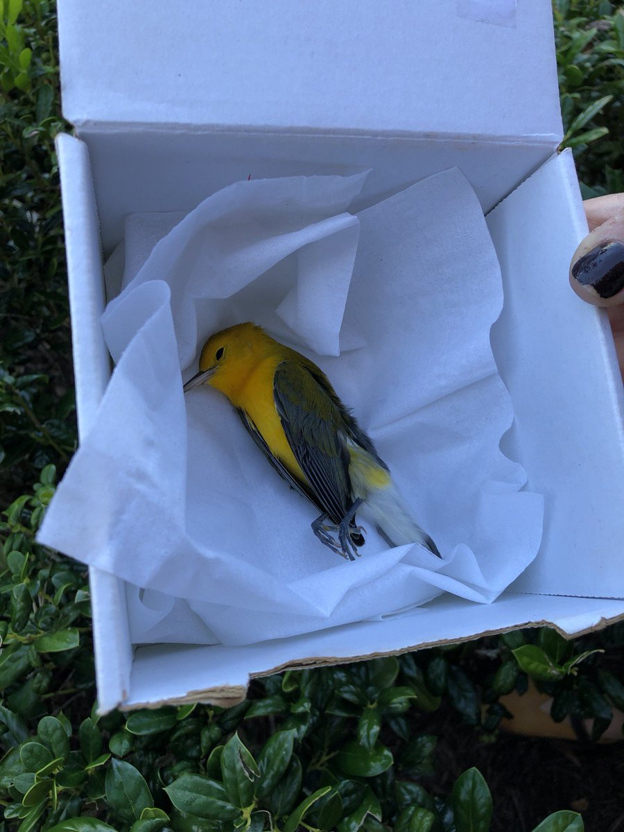 southeasternen's tweet photo. Can anyone name this type of bird?! He flew into our window and now we’re caring for him while he recovers! #prettybird #eagertogetin #glass  #cleanglass #newmemberofsea https://t.co/OuPB9vDHqZ