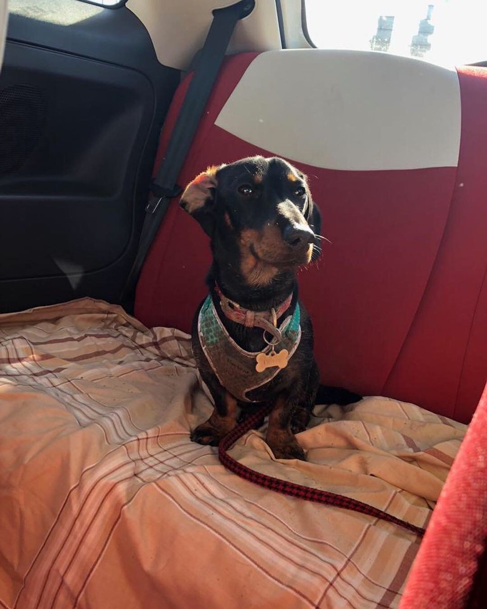 Chloe_TalentBe's tweet photo. Here is my favourite animal for #WorldAnimalDay, Oliver the #sausagedog. Don't think he would be welcome in the @talentbeuk office looking like this! https://t.co/n7TxgaOTdD