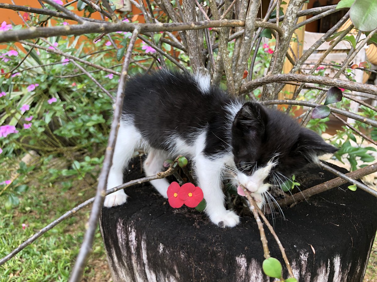 McJohn2000's tweet image. I may have to permanently relocate to the #Seychelles #catsareincharge