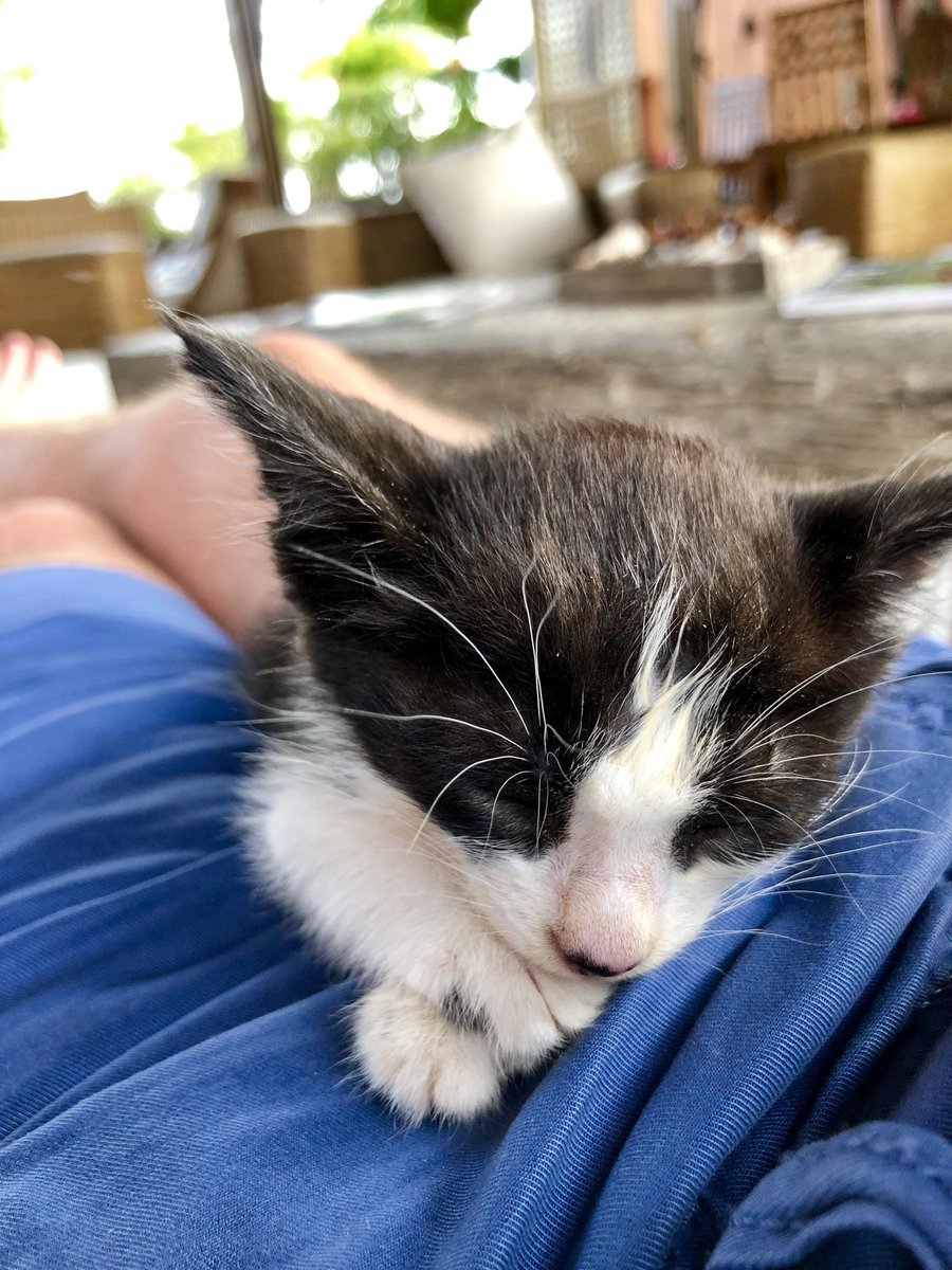 McJohn2000's tweet image. I may have to permanently relocate to the #Seychelles #catsareincharge