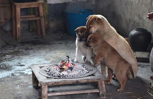 Keşke bir tânesi bile aç, açık, üşümüş, üzgün ve yaralı olmasa... Bir tânesi bile acı çekmese, hasta olmasa ve hüzünlü bakmasa... Keşke hepsi tok,mutlu ve aile sâhibi olsa... Olabilirler aslında, bu yalnızca bize bağlı... Ne kadar "insan" olduğumuza... #CanDostlarımızınYanındayız
