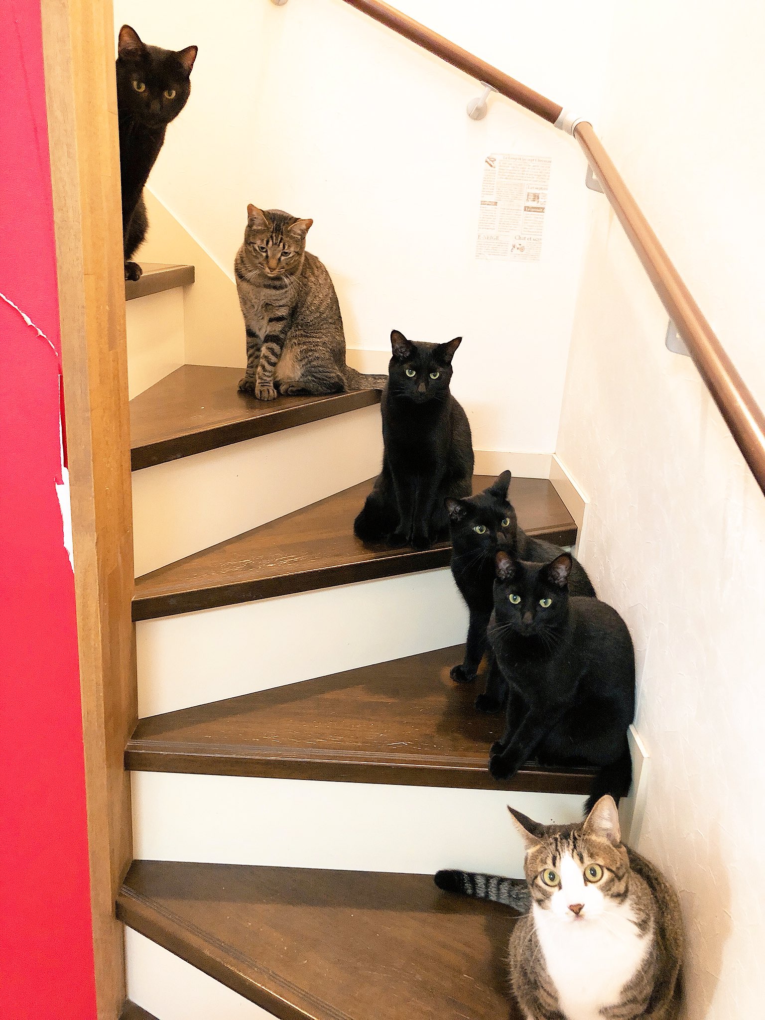 猫野四季 階段の通行止めは一時解除となりましたが 再び通行できなくなっております ご注意ください ねこ ネコ 猫 階段再び通行止めに T Co Hgbwo6zul2 Twitter