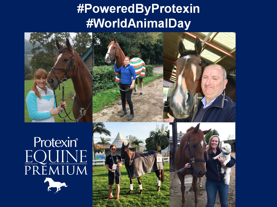 Happy World Animal Day from everyone at Protexin Equine Premium. ❤️🐎❤️

#PoweredByProtexin #WorldAnimalDay