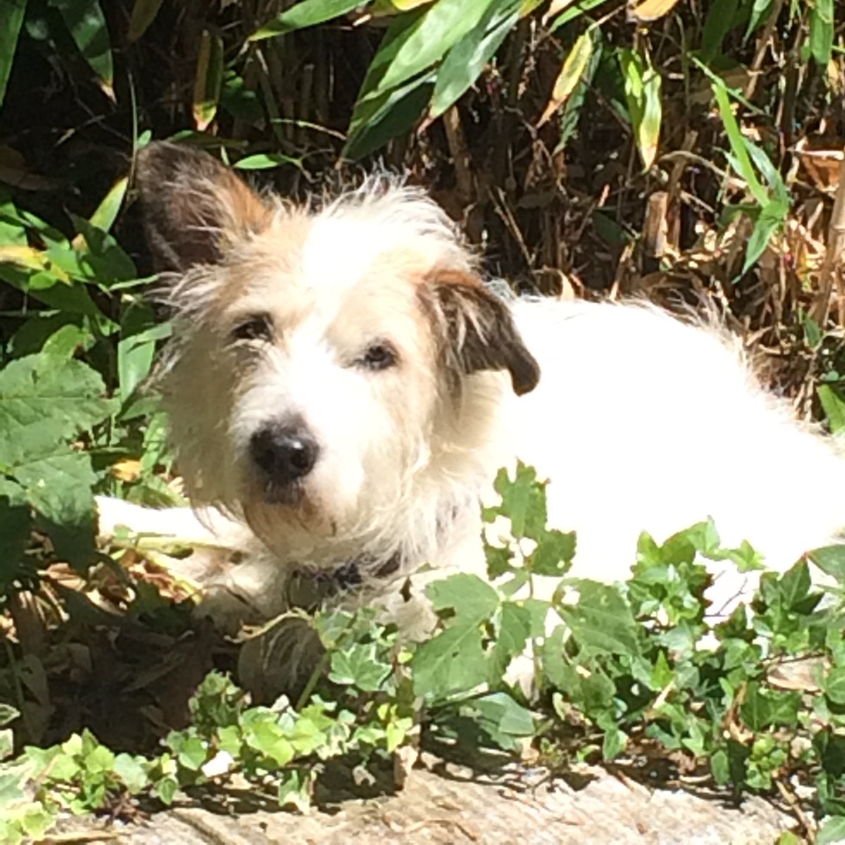 PetandEquinePR's tweet image. This is my gorgeous boy Milu, he was rescued from Spain via @TerrierSOS over 3 years ago, we adore him, he makes the family complete. He's faced several heath issues, thank goodness for our @PetplanUK insurance! #PethoodStories #WorldAnimalDay