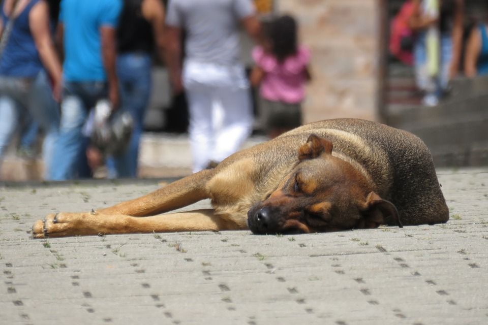 Confilegal's tweet photo. España, paso a paso en su legislación contra el maltrato animal https://t.co/0s053YYLTe https://t.co/Zy0NIm7LVL