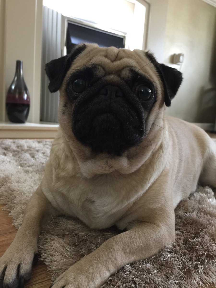 pixie_pug's tweet image. Thursday thoughts 💭 #ThursdayThoughts #pug #puglove