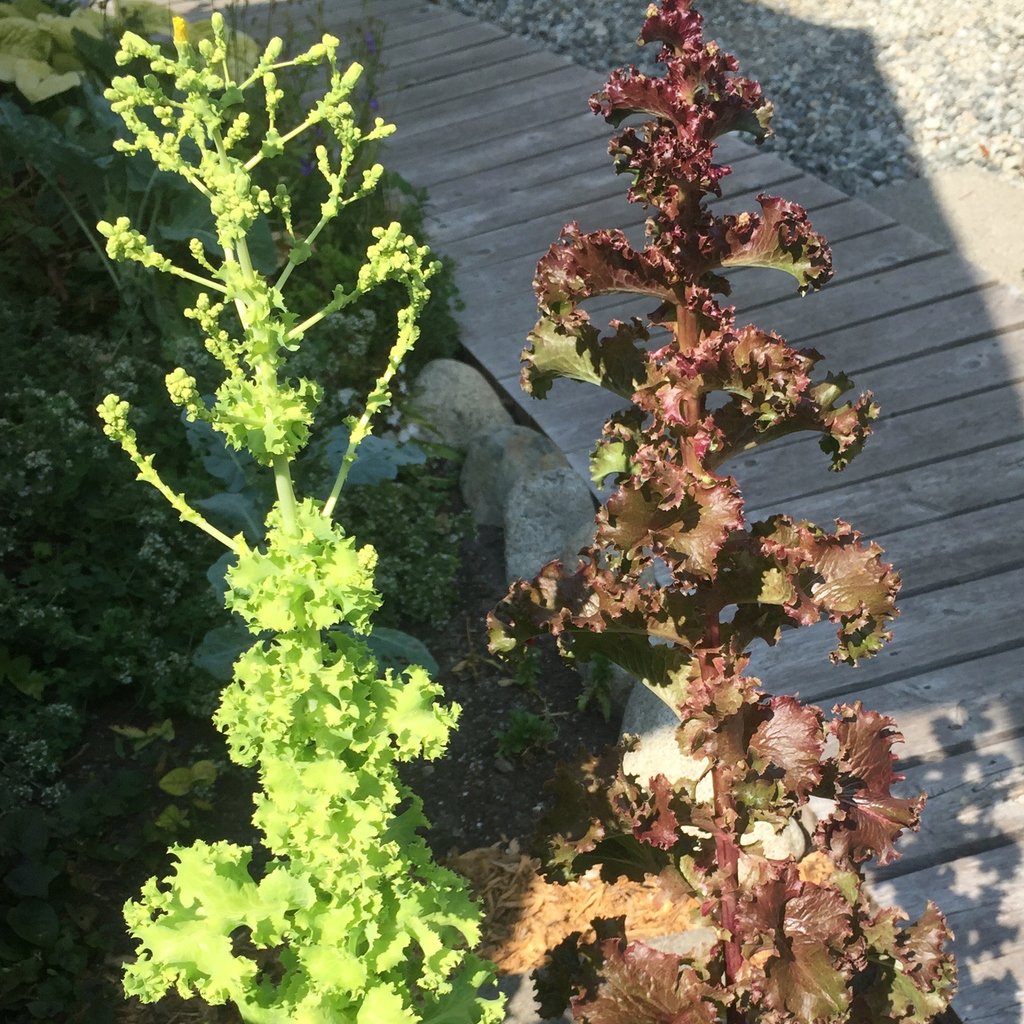 To seed you go. They fed us well all summer and now it's time to make a new generation that will do the same. Thanks lettuce friends. 

#growoya #groweasy #oya #olla