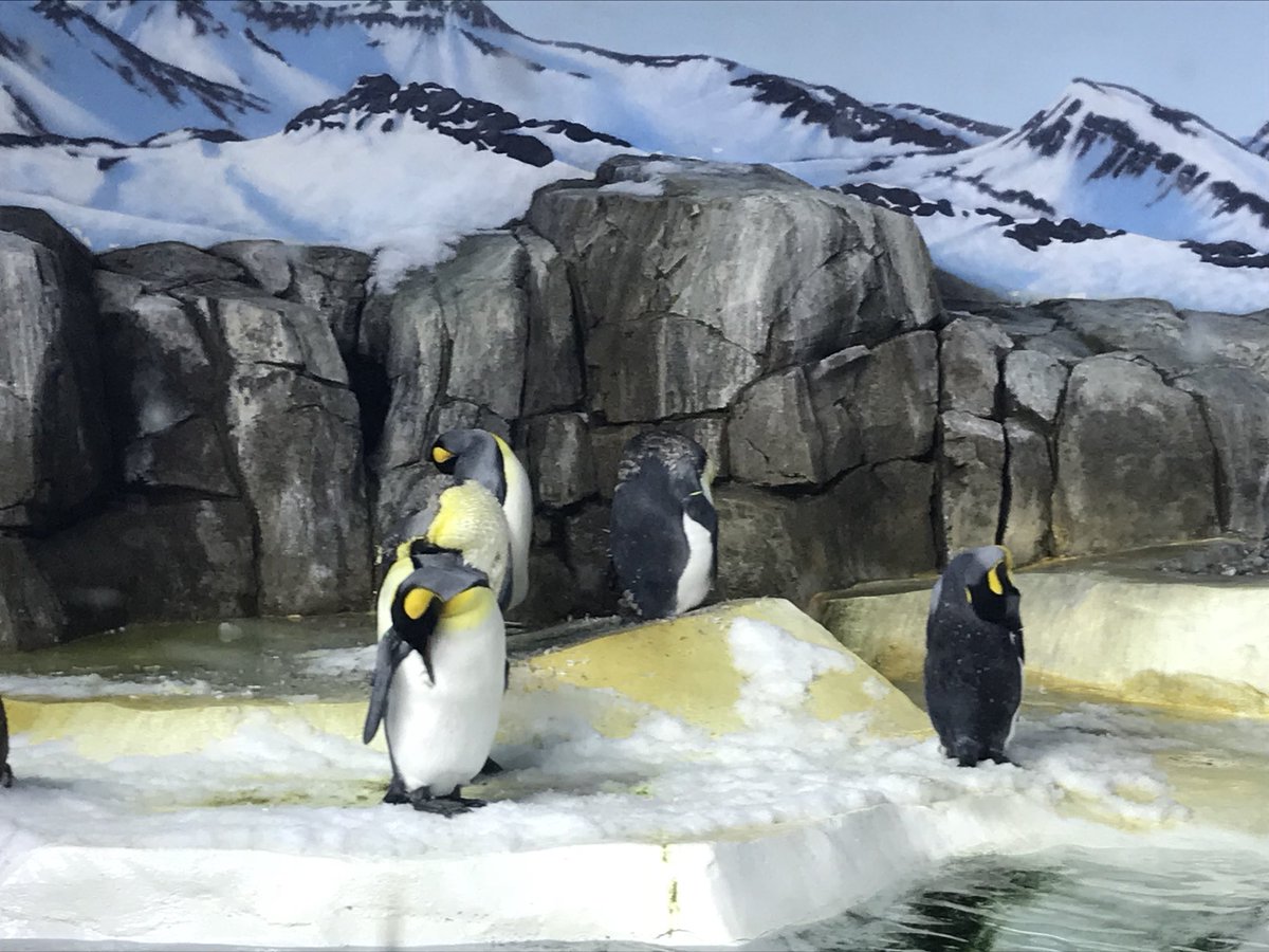 Thx <a href="/KansasCityZoo/">Kansas City Zoo & Aquarium</a> for a great day! <a href="/RStar512/">Rising Star Elementary ⭐️</a>