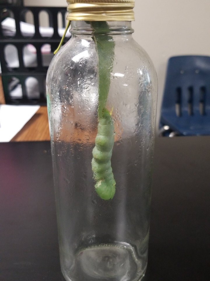 HotRodteaching's tweet image. Students found this wonderful specimen outside during recess when it fell from a tree. Looks like we will get to see the evolution of insect life at it&apos;s best. @CockrellHillLMA @desotoisdengage