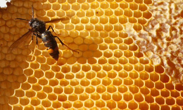 Oxleas Apiary tweet media