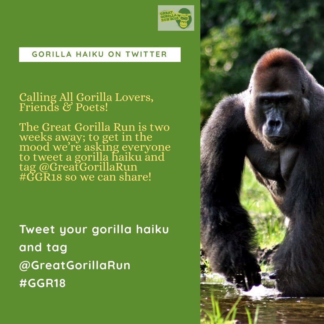 GreatGorillaRun's tweet photo. Throwback Thursday! #GGR18 #Gorilla #Haiku 

Some of the poems that came through from our younger #GorillaLovers 🦍🌹

Find out about adopting a gorilla; a fun &amp; educational gift for #gorilla lovers: https://t.co/ZL5B2WX6gg

#NationalPoetryDay #NationalPoetryDay #WorldAnimalDay https://t.co/DLQay9W9Mv