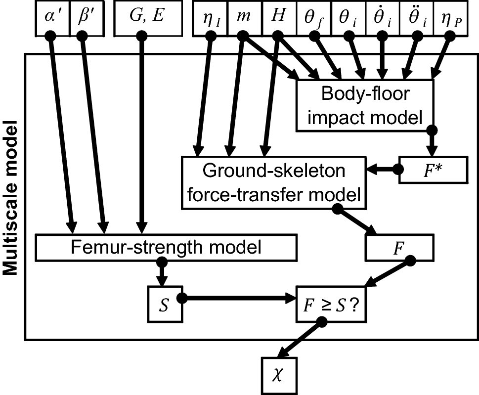 B_Pinaki's tweet photo. Our new paper on predicting osteoporotic hip fracture risk is now available (open-access)
https://t.co/d0sI83jf7l
@MultiSimAward @insigneo https://t.co/2iEHHuXbL4