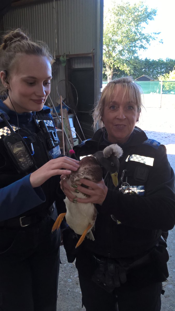 TVP_Bucks's tweet photo. PCSO Paton and Found came across this cheeky chick today whilst patrolling the rurals #opagricultural #minicrestedduck #quack quack #crimeprevention #C9855 #C6894 https://t.co/YSa7X4BsFV