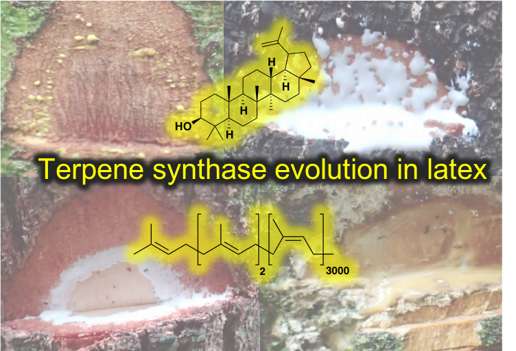 Chemistophe's tweet photo. 📣 Offre de postdoctorat (2 ans) en #transcriptomique des arbres à latex d'#Amazonie pour notre projet @ANR JCJC AMAZYME (#Evolution des terpène synthases)
Merci pour la diffusion 😃 @EDB_Lab @LabEx_TULIP @BBVEA2106_Tours @Francois_Parcy @freddelsuc @LoicLepiniec @laboratoire_ese https://t.co/dDBRggRjbR
