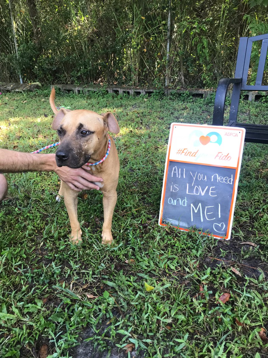 “All you need is love, treats, and me!” -Melvin. Melvin a mellow young man that has been in our care since April. Lets get the word out to help him find his true love ❤️ He is available for adoption today! #findyourfido #adoptashelterdogmonth #adoptashelterdog