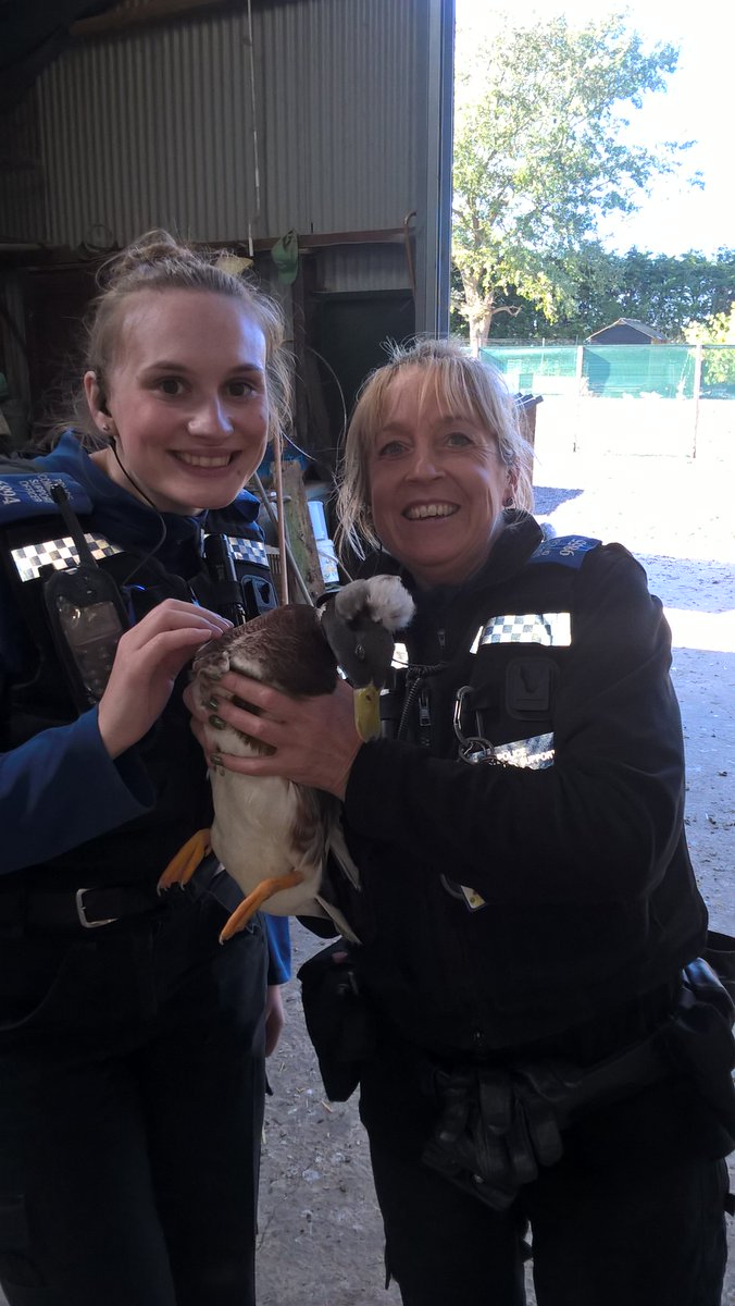 TVP_Bucks's tweet photo. PCSO Paton and Found came across this cheeky chick today whilst patrolling the rurals #opagricultural #minicrestedduck #quack quack #crimeprevention #C9855 #C6894 https://t.co/YSa7X4BsFV