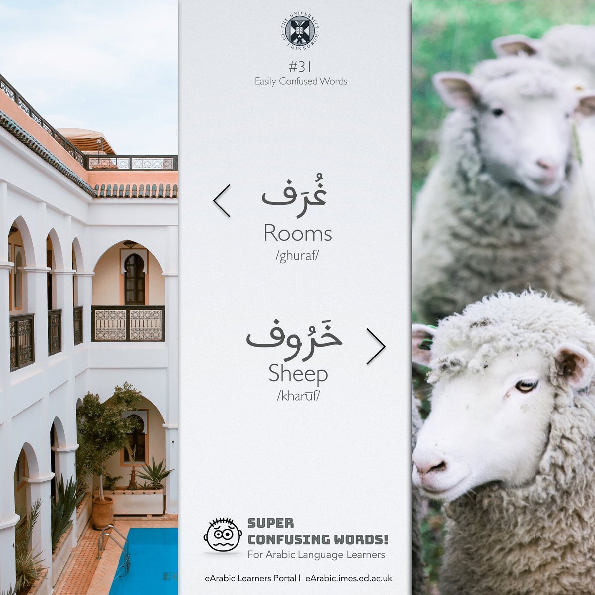 OERabic's tweet photo. Sheep ๐ vs. Rooms ๐๏ธ
Among the many #SuperConfusingWords that came up this week when students describe their residence
#SuperConfusingWords for #Arabic Language Learners #31
#EasilyConfusedWords #ArabicVocabulary #ISpeakArabic https://t.co/G8CYhM3XgQ