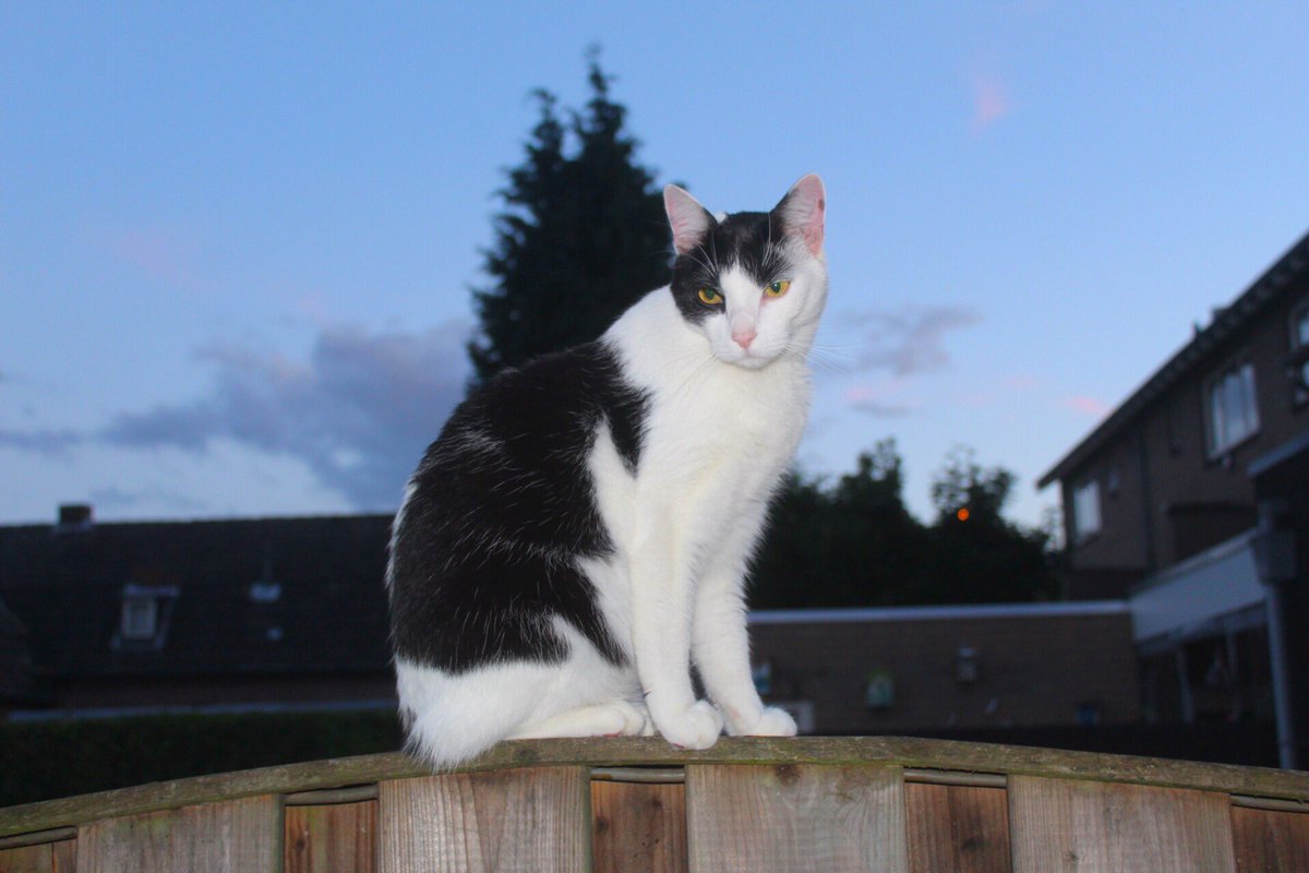 #kat #vermist #Valkenswaard #willibrorduslaan #simon graag delen