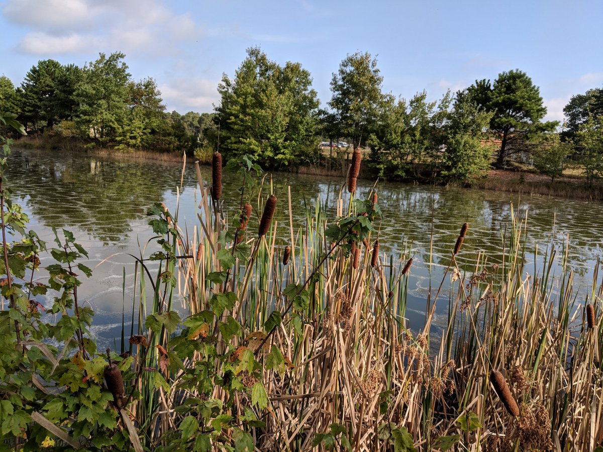 The_Tech_Lady's tweet image. Becoming acquainted with Mr. B's Backyard. Stay tuned for an epic 360 tour using @google #TourCreator #GoogleExpeditions #BackyardScience #NatureisBeautiful #GTMSEdtech @GoogleForEdu @CarrolllLauren @franceleeg @MelanieLazare @GTMS_Respect