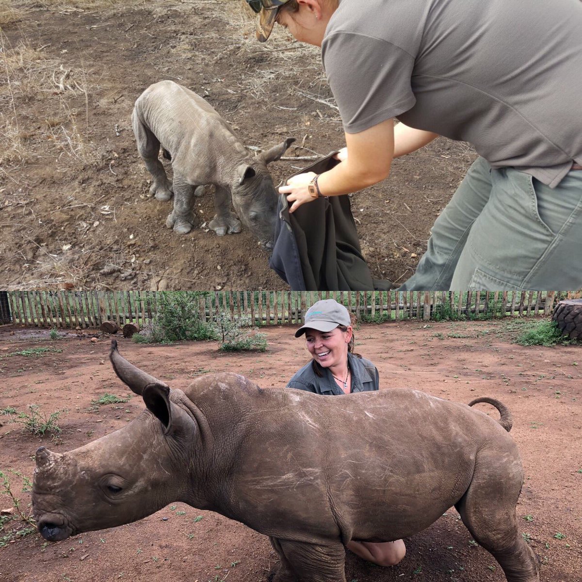 One year ago today we rescued a tiny rhino calf. He was so tiny that our Zulu carers decided to call him Khula, which means Grow. Khula has certainly lived up to his name - he has come a long way and has grown into a healthy young rhino 🦏💚 We love you dearly perfect boy #rescue