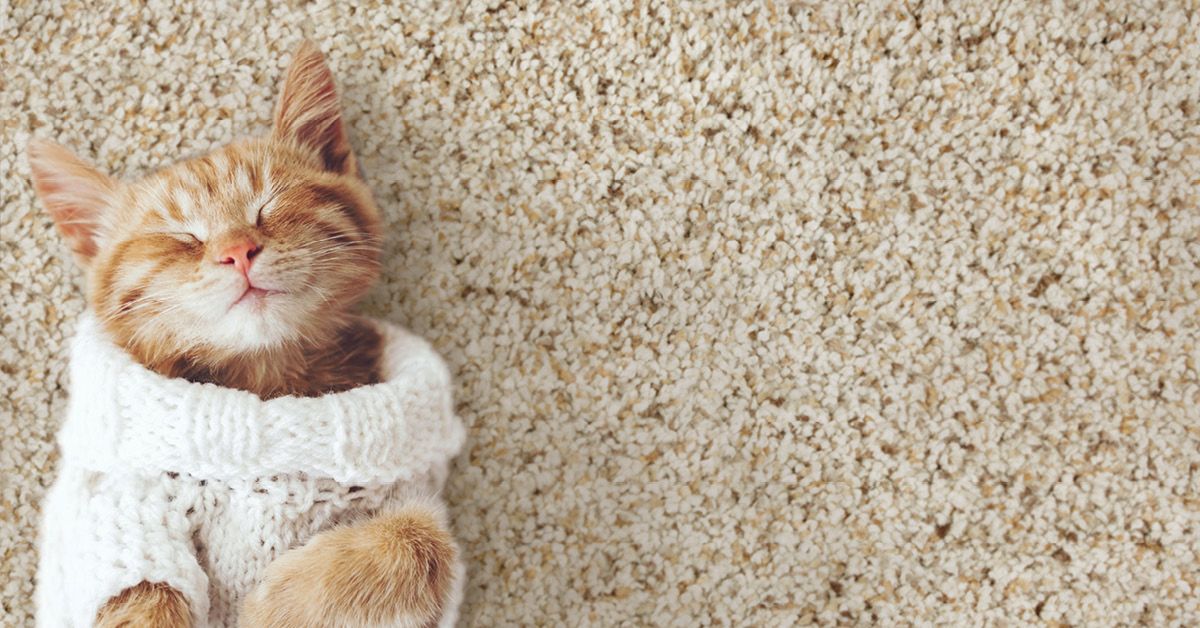 SmittysFloors1's tweet photo. Mohawk Flooring with All Pet Protection and Warranty is the only #petfriendly protection system that covers all pets, all accidents, all the time. 😸 Request your coupon now &amp; save up to $1,000 on select Mohawk Flooring styles at Smitty's Wholesale Carpet. https://t.co/HmzadeuIk1 https://t.co/ejOfBLahXp