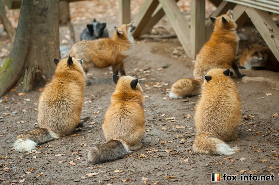 キツネ写真館 キツネ飼養中 後ろ姿も素敵なんですよねぇ W キツネ写真館 キツネ飼養中 後ろ姿も素敵なんですよねぇ W