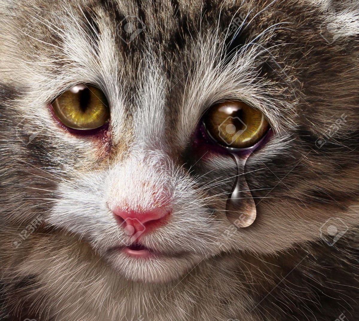 humanAn1mal5's tweet photo. “Compassion for animals is intimately connected with goodness of character; and it may be confidently asserted the he who is cruel to animals cannot be a good man.” -Schopenhauer #portergov18 #StopAnimalCruelty https://t.co/RVlKwkIwp2