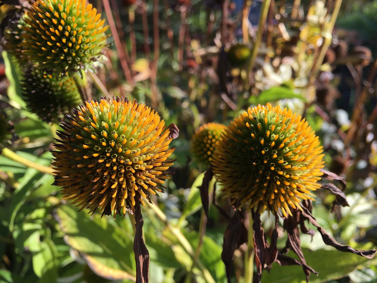 Leaving perennial seed heads provides foraging habitat for wildlife. Prioritize removing and discarding diseased top growth, leaving healthy seed heads standing. All perennials left standing should be cut to the ground in spring before new growth starts. #puttingthegardentobed